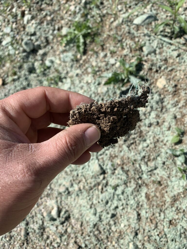 Hand holding a fragment of the fiber-bonded surface crust formed by the biopolymer system