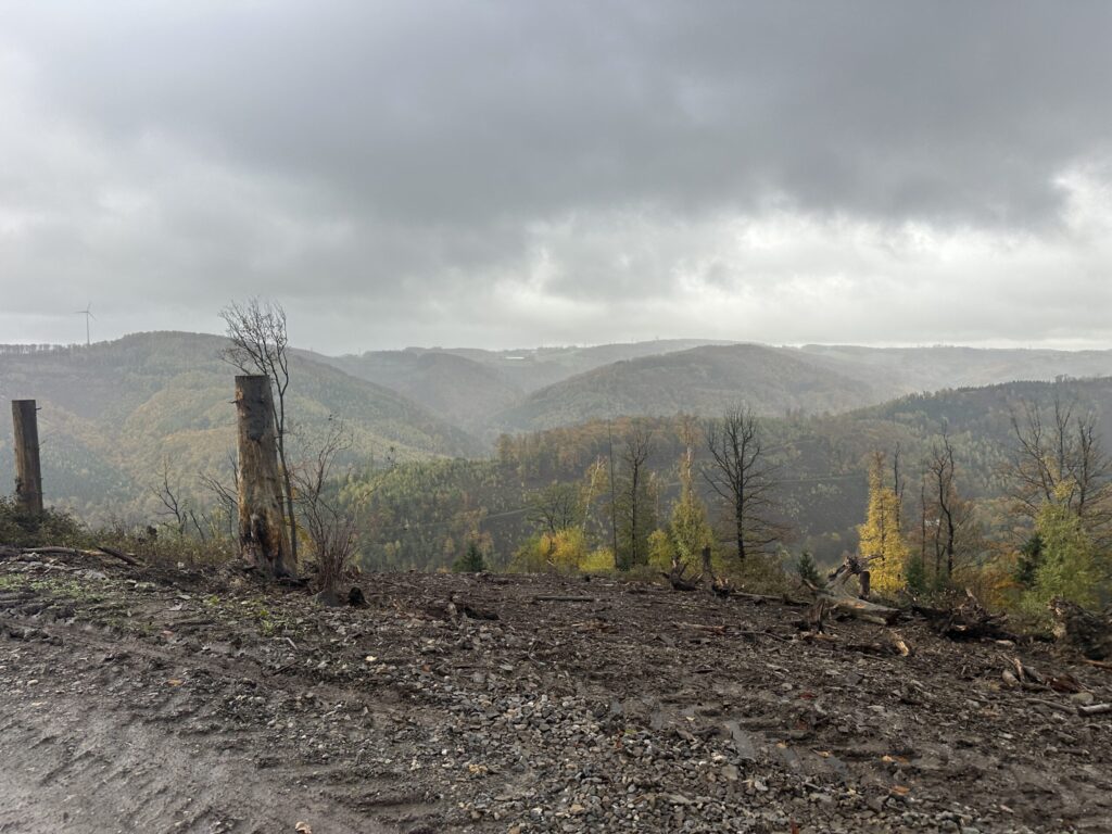Clear-felled hilltop after storm and bark beetle damage awaiting revegetation