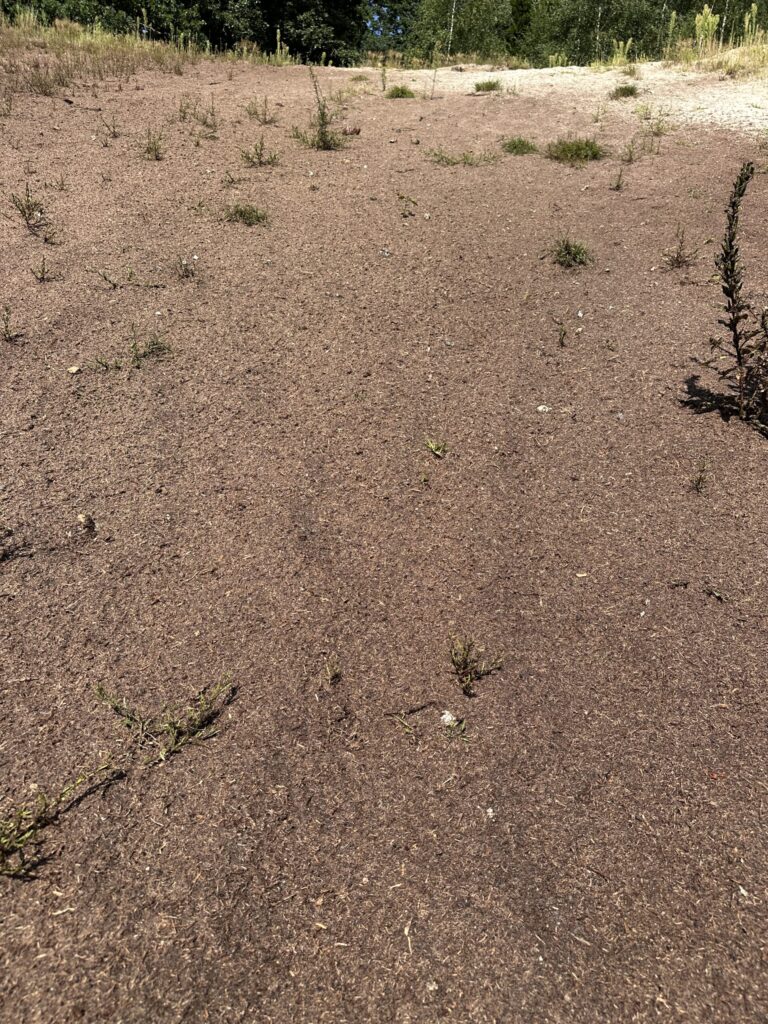 Fiber mulch layer on a sandy site with pioneer plants emerging