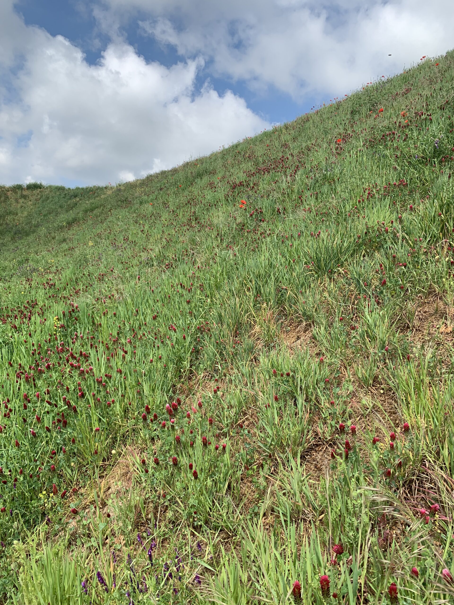Hydraulically applied erosion control on a raw soil slope