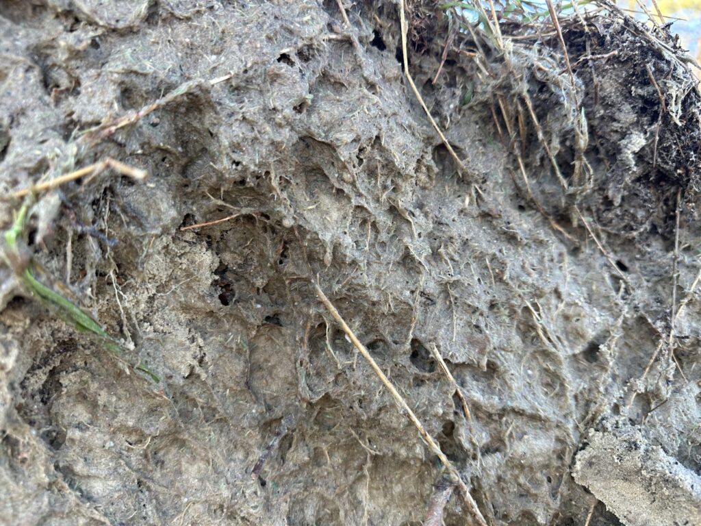 Close-up of a germination layer with fiber matrix and mineral phase