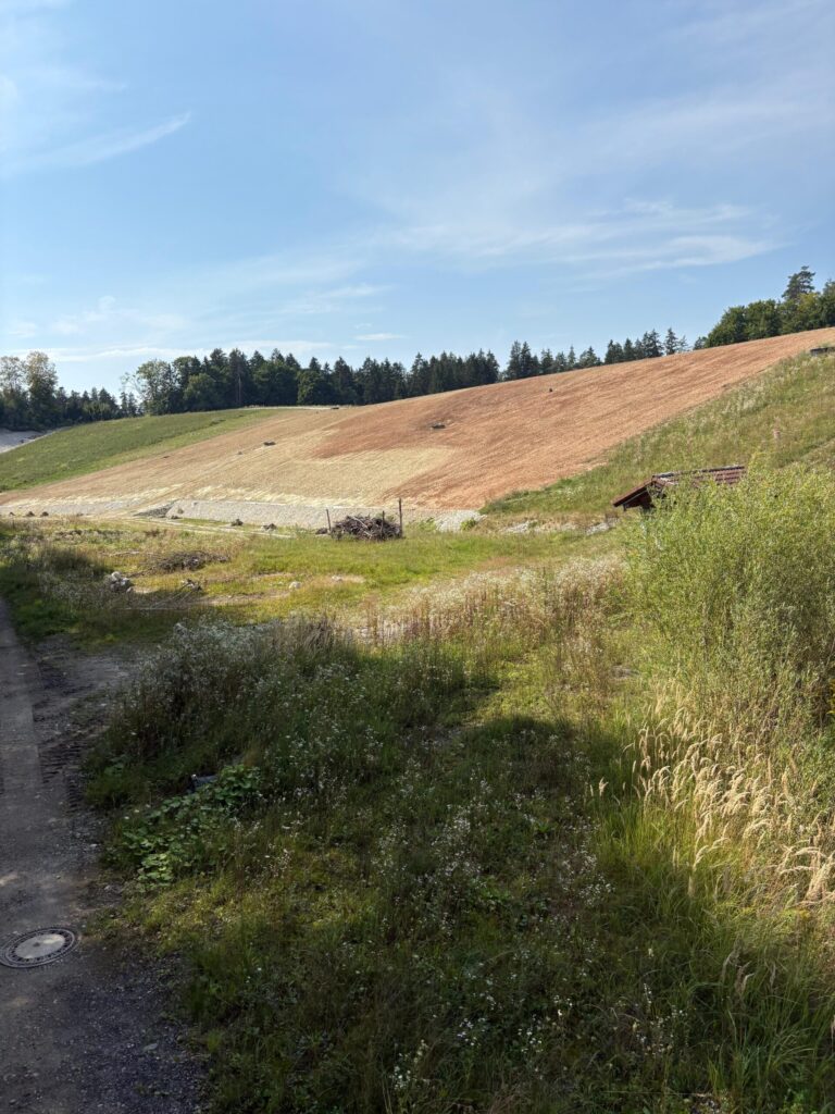 Reclaimed slope covered with hydromulch and emerging vegetation