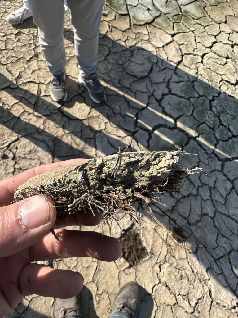Sample of a rooted fiber mulch layer lifted from cracked clay soil